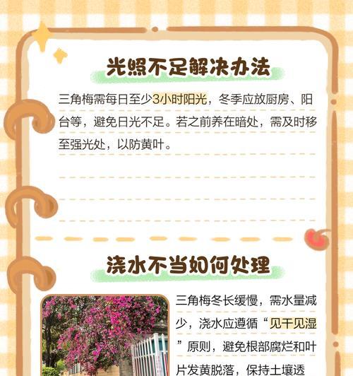 三角梅冬季如何养护？怎样避免冻害和落叶？
