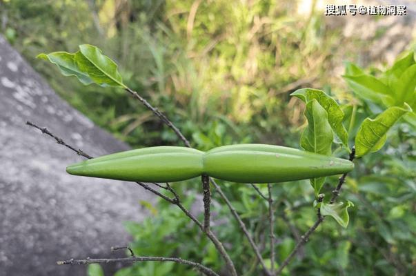 有哪些植物是果实植物？它们的果实有何特点？