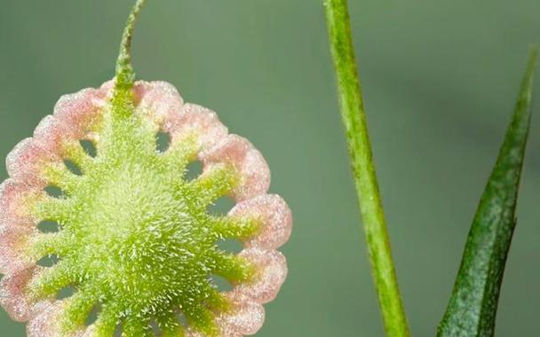 有哪些植物是果实植物？它们的果实有何特点？
