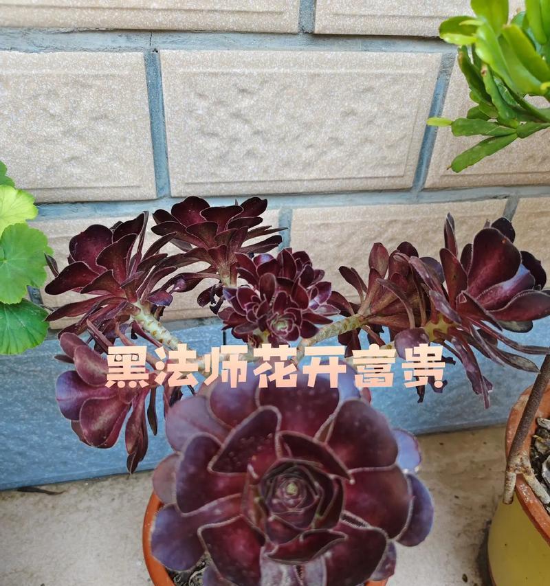 黑法师怎么养殖？黑法师的养殖技巧有哪些？