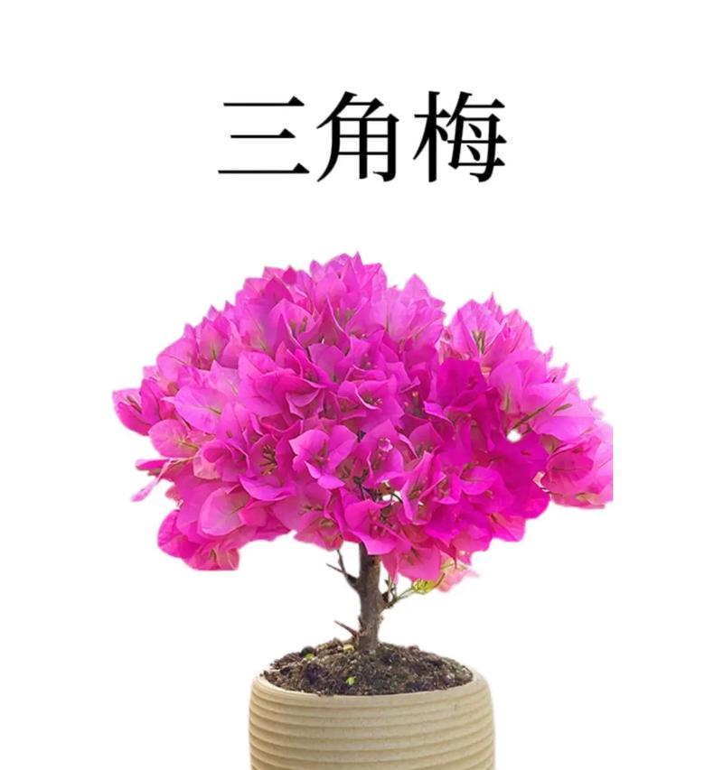 最好的三角梅品种有哪些？大全在哪里？