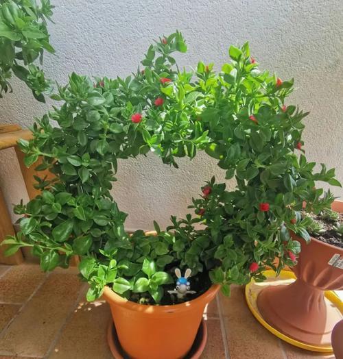 牡丹吊兰不开花的解决方法有哪些？