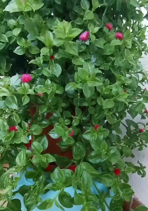 牡丹吊兰不开花的解决方法有哪些？