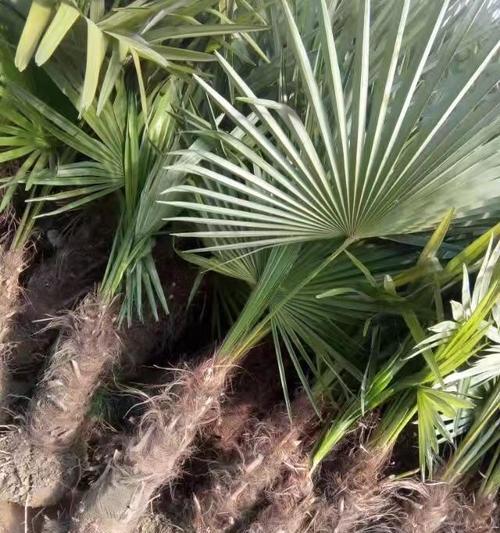棕树有多少种？棕树品种间有何不同？