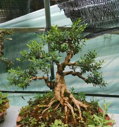 哪些野外树木适合做盆景？如何挑选？