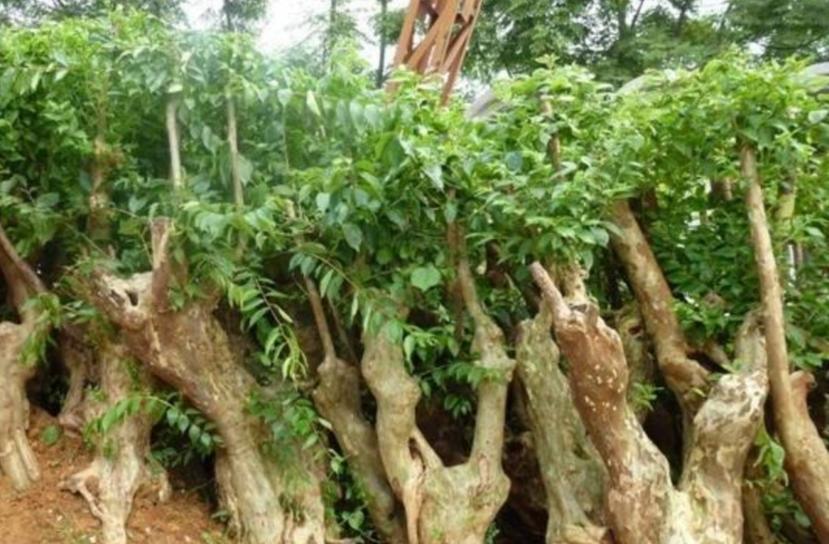 哪些野外树木适合做盆景？如何挑选？