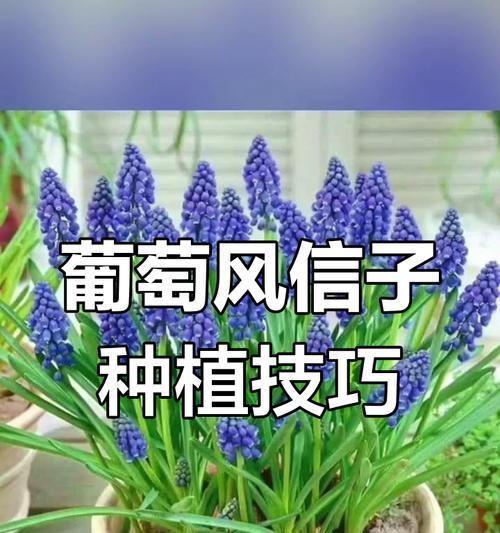 风信子繁殖方法有哪些？哪种方式最简便？
