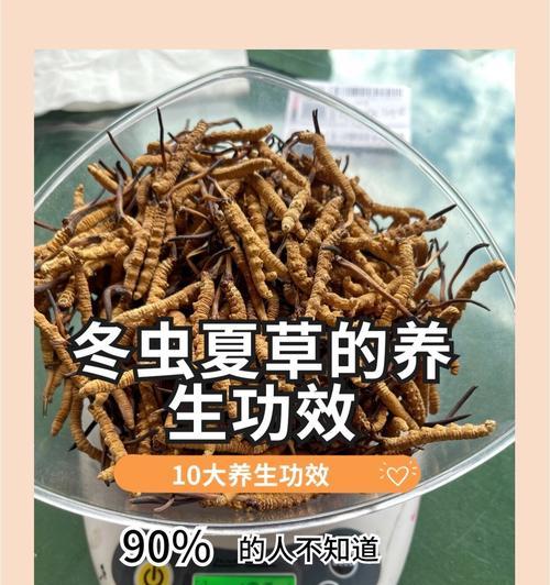 虫草的养殖条件和管理技巧是什么？