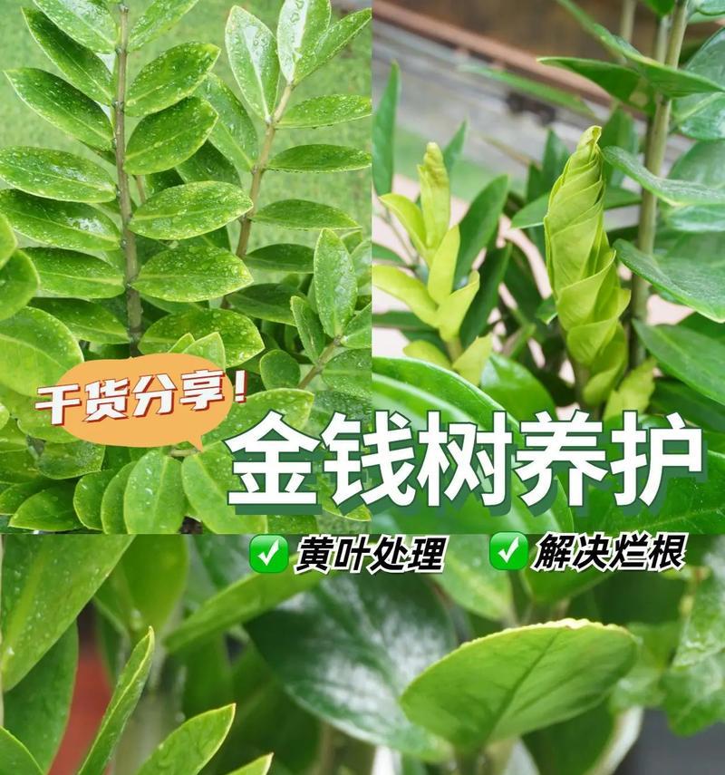 盆栽出现黄叶怎么办？有效解决方法有哪些？