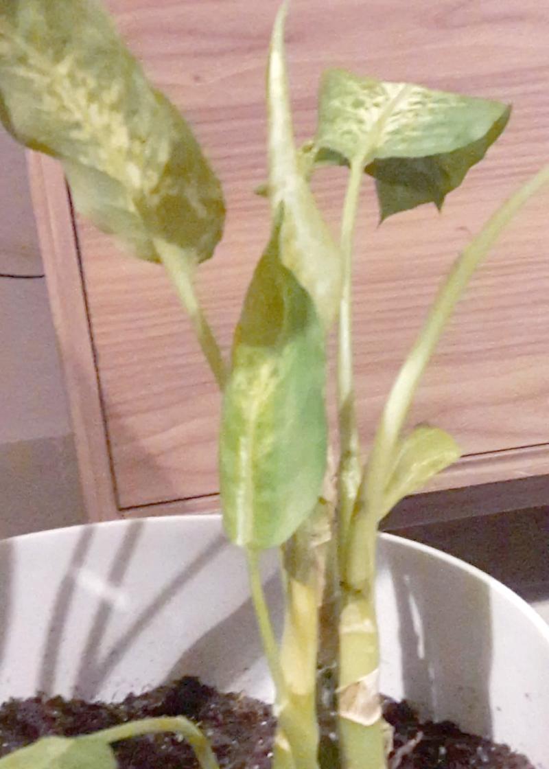 盆栽出现黄叶怎么办？有效解决方法有哪些？