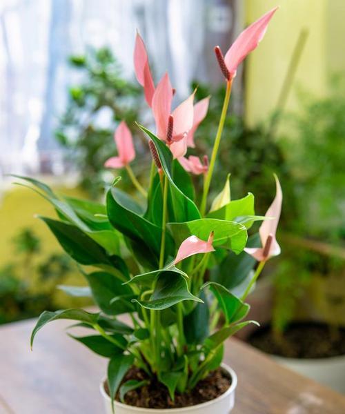 花草一帆风顺的养护方法是什么？