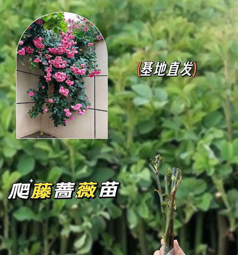 蔷薇花什么时候开？蔷薇花期的养护技巧有哪些？