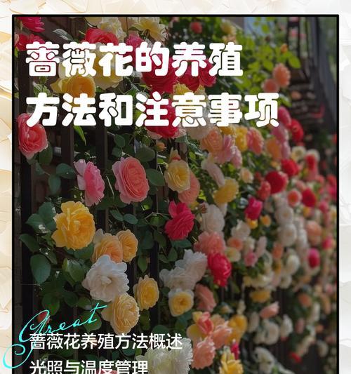 蔷薇花什么时候开？蔷薇花期的养护技巧有哪些？