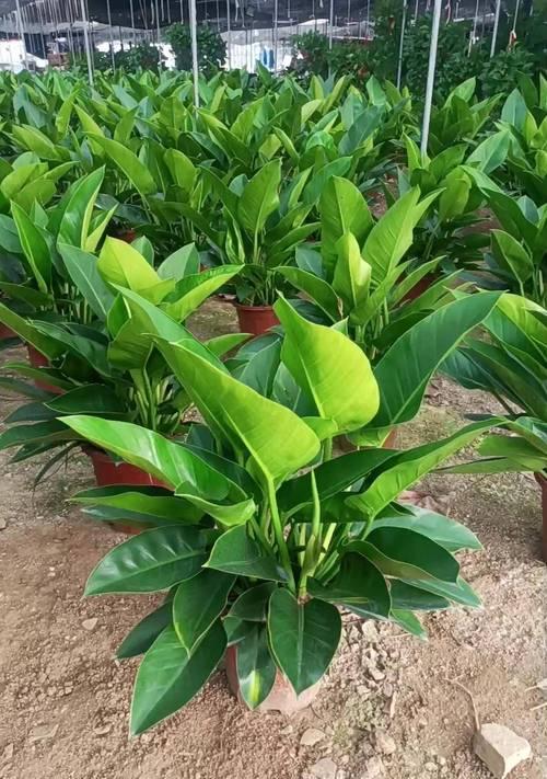 金钻植物施肥方法是什么？金钻需要什么肥料？