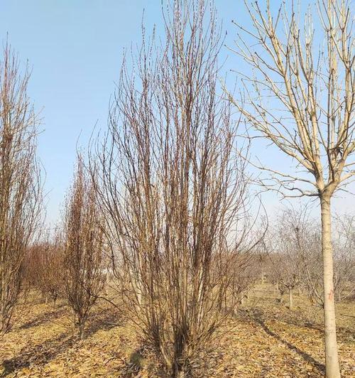 碧桃地品种的种植技巧有哪些？常见问题解答？