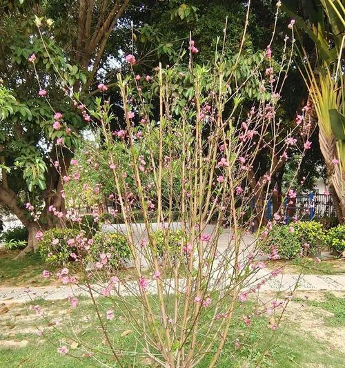 碧桃地品种的种植技巧有哪些？常见问题解答？