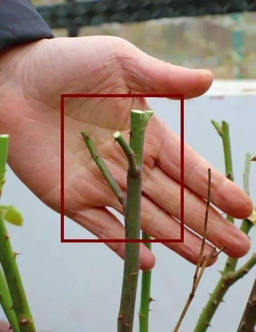 月季修剪的最佳时间和方法是什么？
