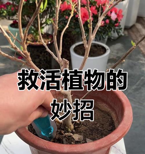 植物叶子干枯的原因和解决方法是什么？