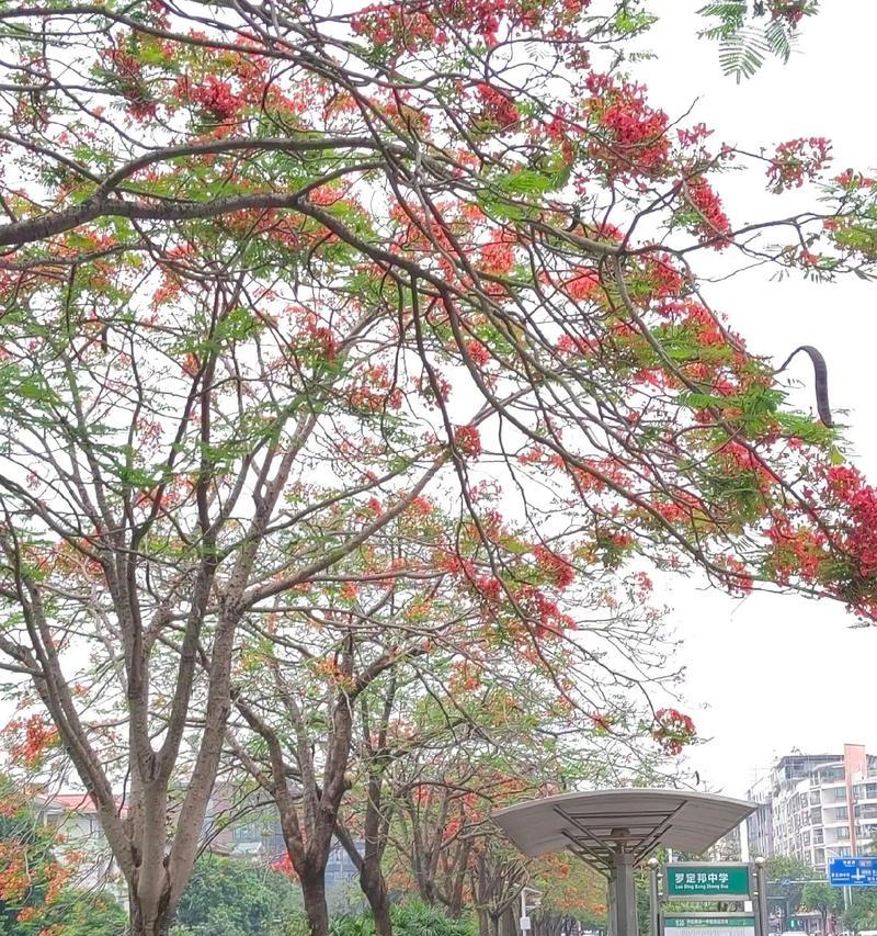 凤凰树的开花季节是何时？