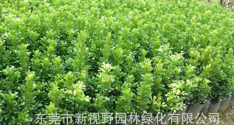 树兰的养殖方法有哪些？