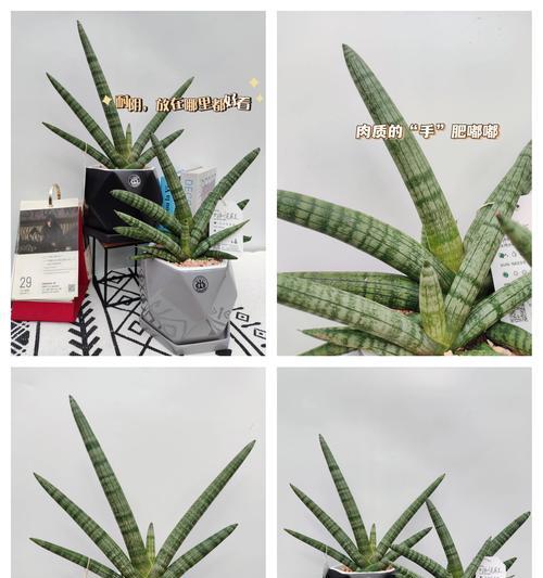 树兰的养殖方法有哪些？