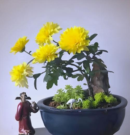 菊花开花的条件和管理技巧是什么？