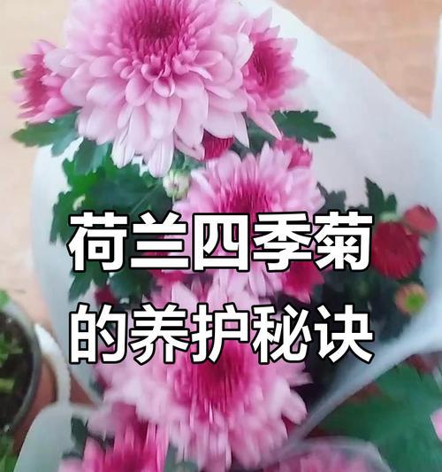 菊花开花的条件和管理技巧是什么？