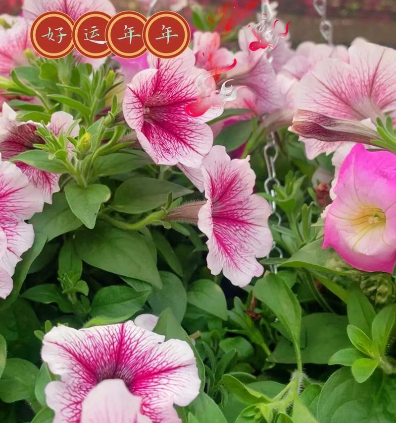 牵牛花有哪些品种？牵牛花品种的种植技巧是什么？