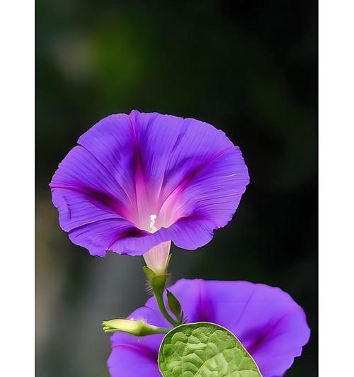 牵牛花有哪些品种？牵牛花品种的种植技巧是什么？