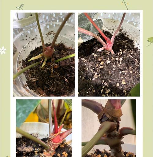 保持花卉湿度的正确方法是什么？
