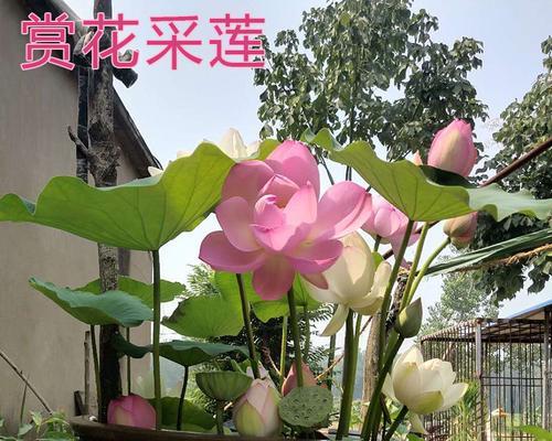 莲花怎么养殖？莲花的养殖方法和注意事项是什么？