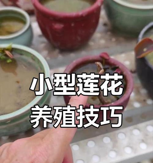 莲花怎么养殖？莲花的养殖方法和注意事项是什么？