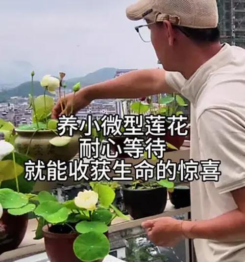 莲花怎么养殖？莲花的养殖方法和注意事项是什么？