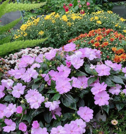 紫色草花有哪些种类？紫色草花的养护和种植技巧是什么？