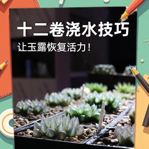玉露养殖过程中需要注意什么？