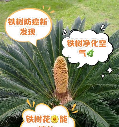 铁树浇水的正确频率是多少？
