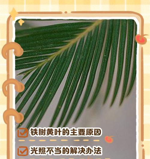 铁树浇水的正确频率是多少？