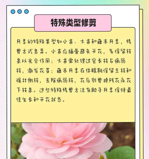 鲜花修剪技巧有哪些？修剪鲜花的最佳时机是什么时候？