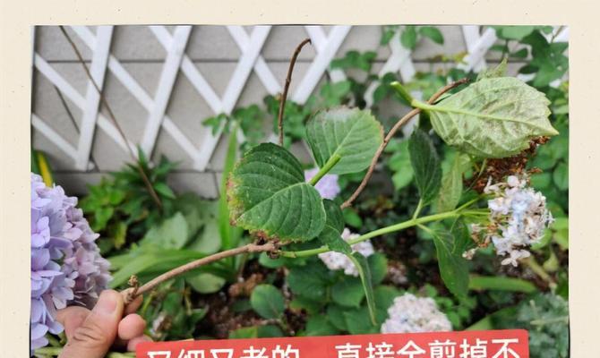 鲜花修剪技巧有哪些？修剪鲜花的最佳时机是什么时候？