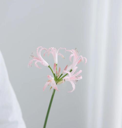 彼岸花的种植和养护方法有哪些？怎样避免球根腐烂？