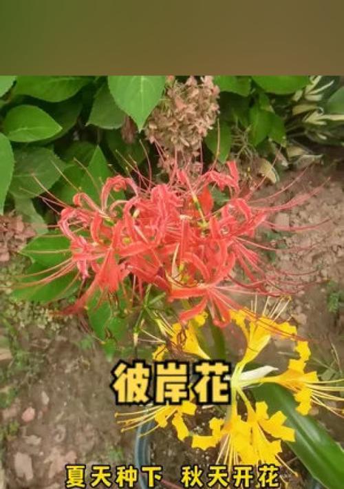 彼岸花的种植和养护方法有哪些？怎样避免球根腐烂？