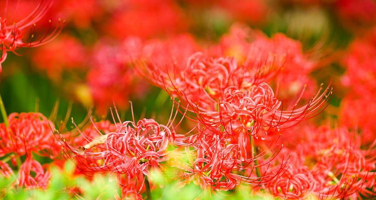 彼岸花的种植和养护方法有哪些？怎样避免球根腐烂？