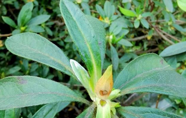 杜鹃花有虫子怎么回事？如何进行有效防治？