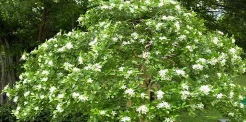 九里香有哪些品种？它们的花期和养护要点是什么？