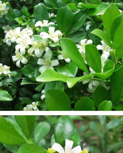 九里香有哪些品种？它们的花期和养护要点是什么？