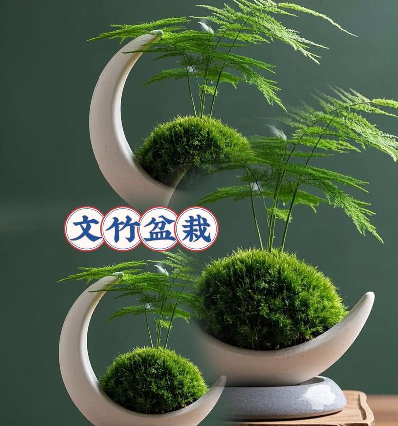 文竹栽种的正确方法是什么？如何保持文竹的生机勃勃？