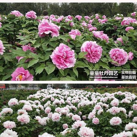 牡丹的最佳种植季节是什么时候？种植牡丹需要注意什么？