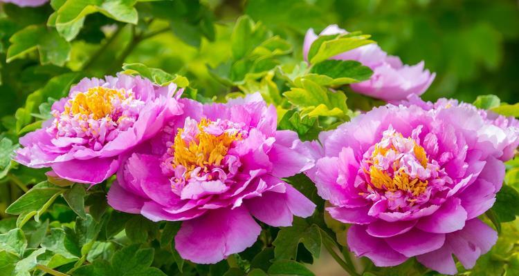 牡丹的最佳种植季节是什么时候？种植牡丹需要注意什么？