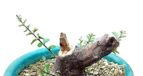 种雀梅应该使用什么土壤？选择土壤的要点是什么？