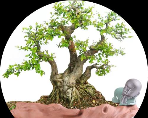 种雀梅应该使用什么土壤？选择土壤的要点是什么？